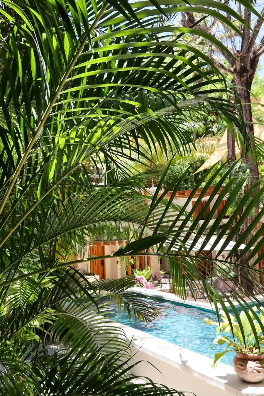 Piscina vista entre palmeras